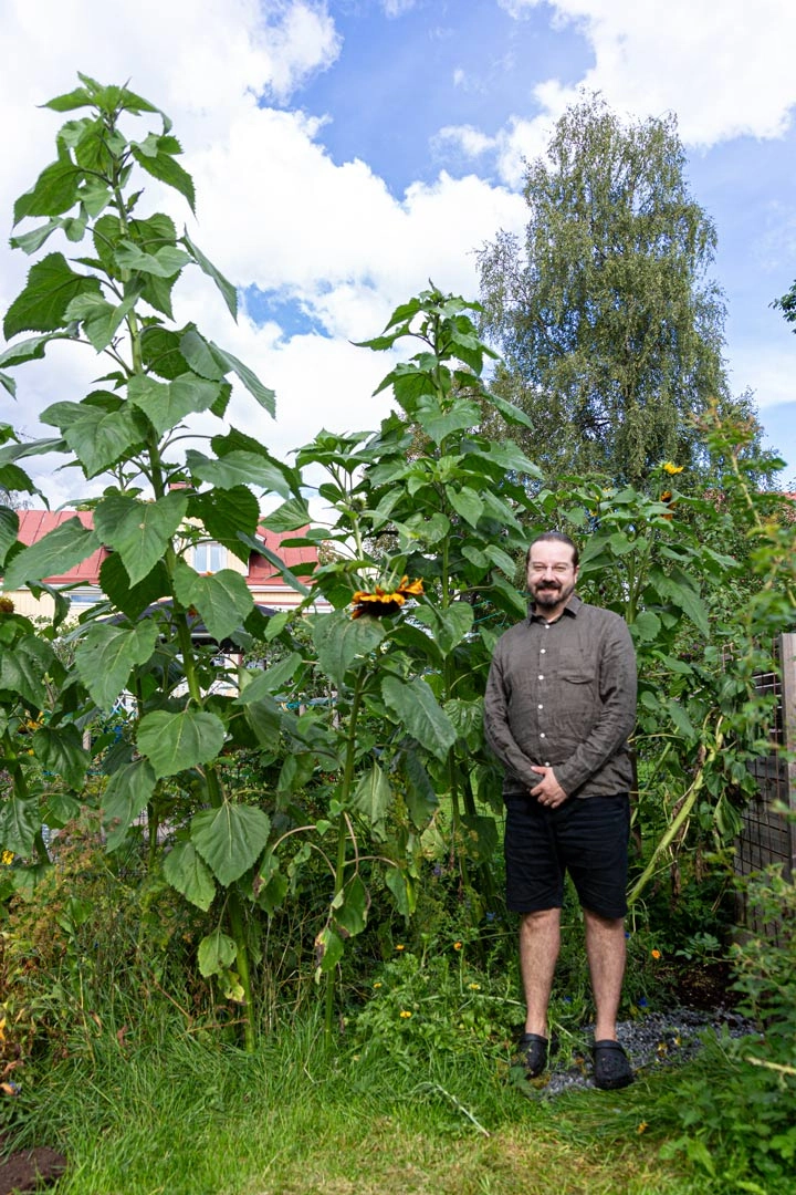 Auringonkukkakilpailun voittanut 328cm pitkä kasvi ja tyytyväinen kasvattaja.