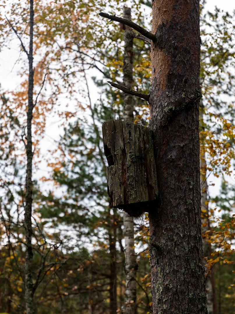 Linnunpönttö männyn kyljessä Kintulammilla.