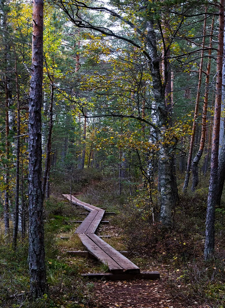Pitkospuut Kintulammin reitillä.