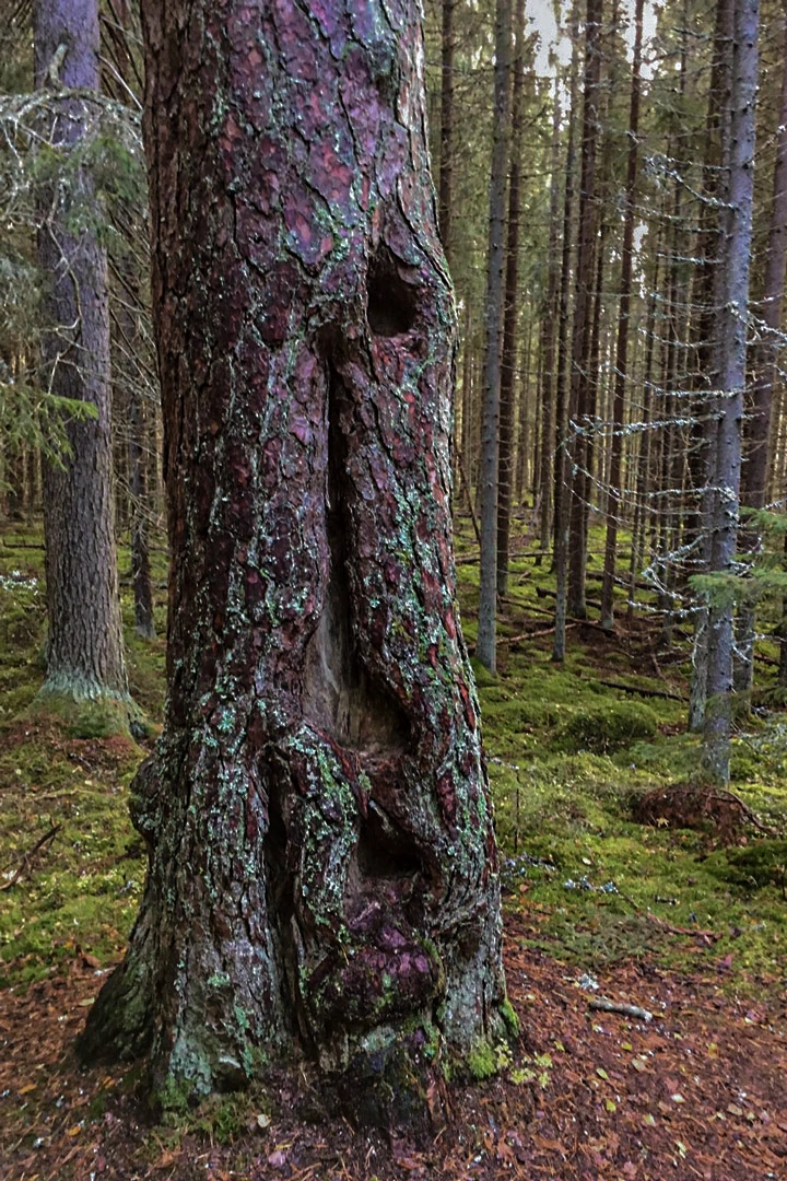 Paksu männyn runko Kintulammilla.
