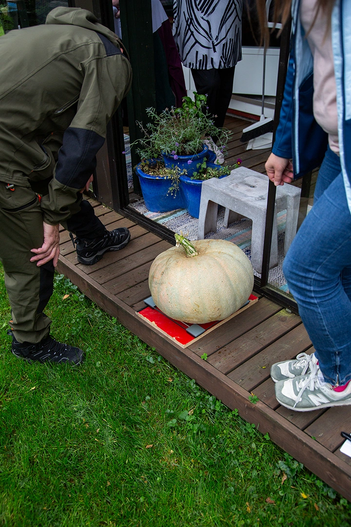 Henkilövaaka kertoo lukemaa kurpitsasta.